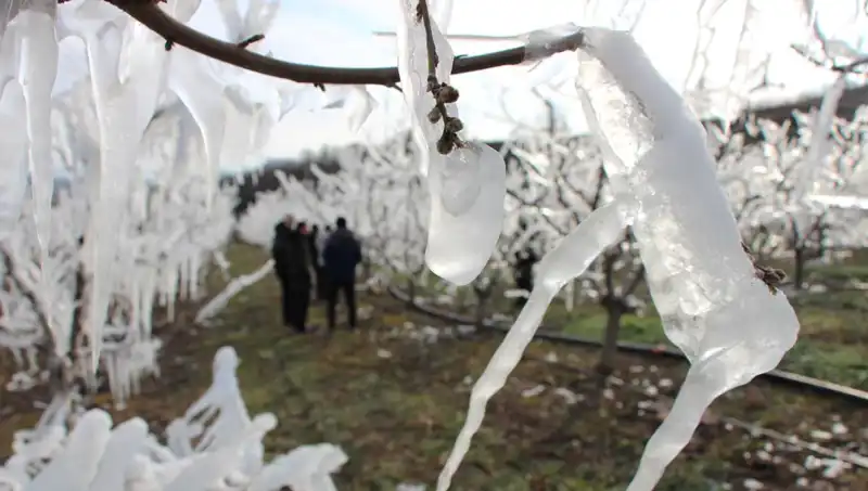 Dondurucu Soğuk, Tomurcukları Çiçeklerle Şenlendirdi: Doğa Bir Kez Daha Hayran Bıraktı