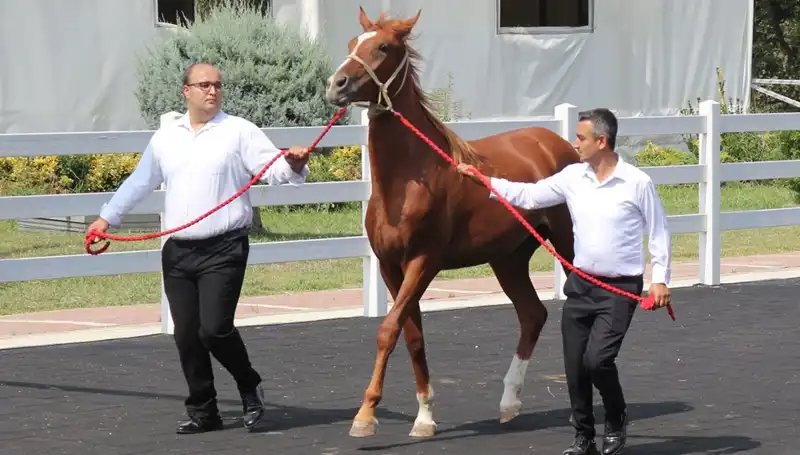 Taşkın Kral: Bir Efsanenin Rekorları ve Şampiyonluk Hikayesi
