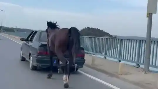 Adana’da Bir Atı Eziyetle Tutuklatan Şoke Eden Olay!