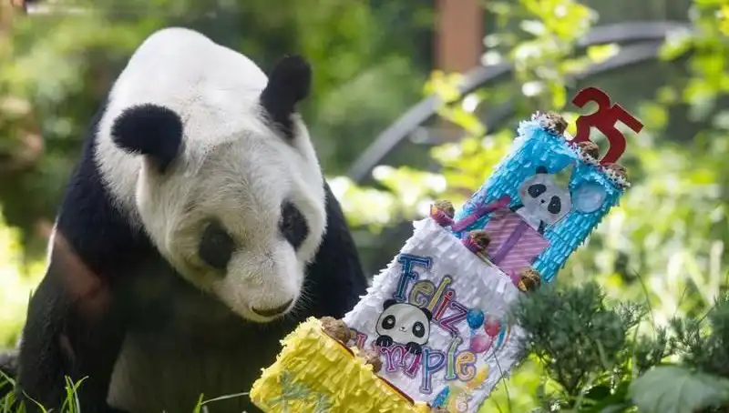 Dev Panda Xin Xin, 35 Yaşında Hayranlarını Büyüledi!