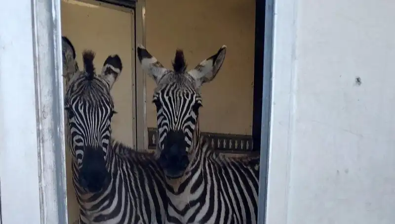 Sınırda Durdurulan Minibüsten Şaşırtan Hayvan Kaçakçılığı: 2 Zebra, 6 Maymun, Antilop ve Kuğu!