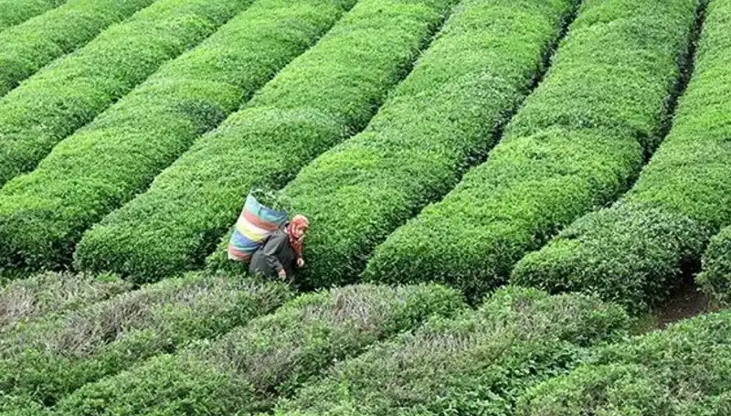 ÇAYKUR, Bayramda Yaş Çay Alımına Devam Ediyor: Detaylar Belli Oldu