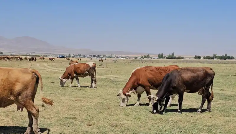 Arin Gölü'ndeki Kuraklık Krizi: Su Sıkıntısı Kapıda mı?