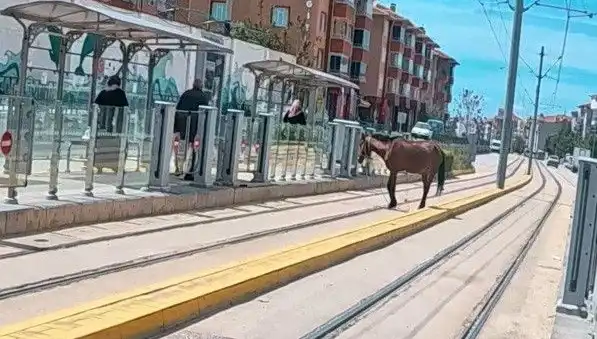 Eskişehir’de Tramvay Raylarında Başbaşka Bir Manzara: Başıboş At!