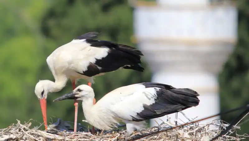 Leylek Köyü'nde Yaren Leyleği Kıskandıracak Yuva Sayısı: 8 Kat Fazla!