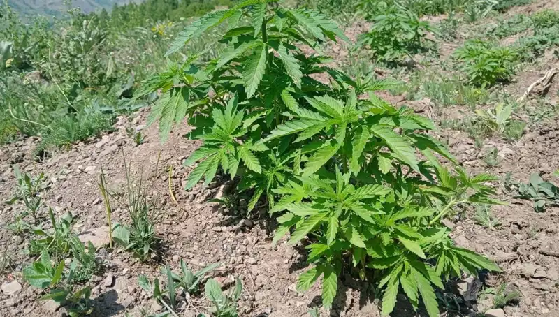 Bingöl'de Yüzlerce Kilo Kenevir ve Kaçak Tütün Yakalandı!